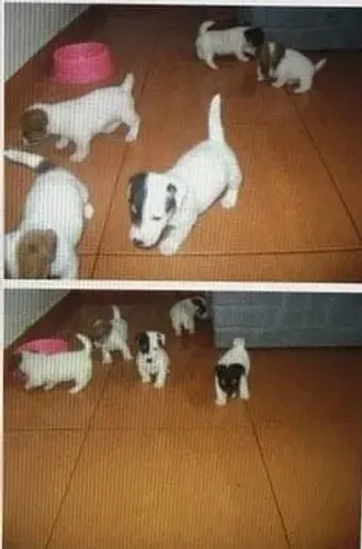 JACK RUSSEL TERRIER 