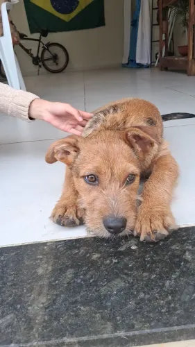 Lindo filhote Border Terrier