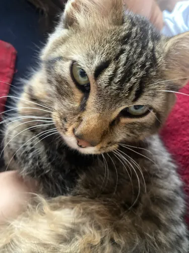 Doação de Gatinhos