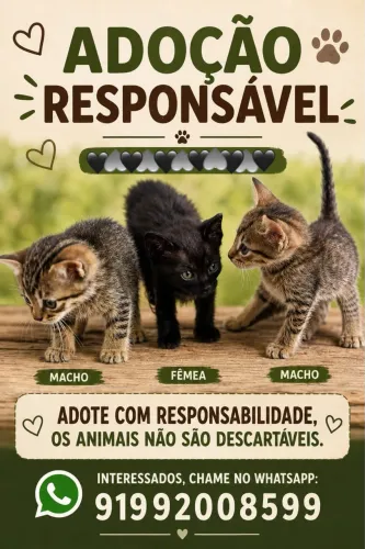 Doa-se gatos filhotes