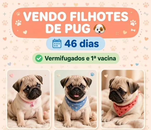 Vende-se filhote de Pug