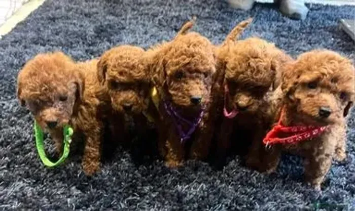 Poodle red disponivel