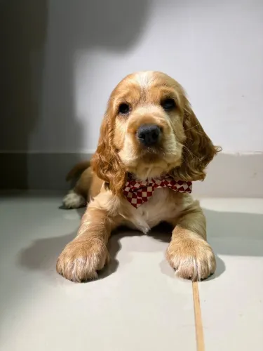 Filhote Cocker Spaniel Macho