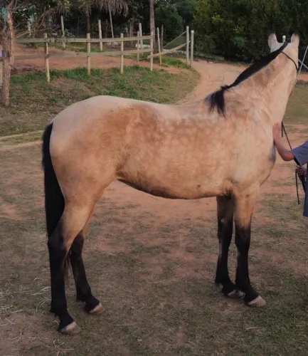 Égua mangalarga 4 anos 