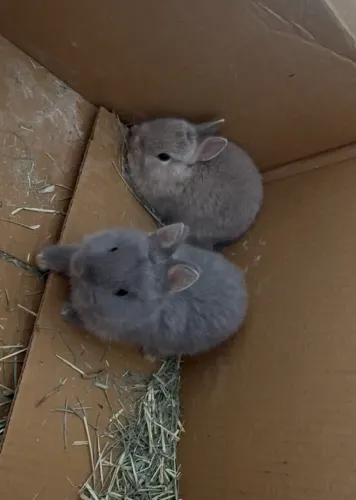Vendo filhotes de mini coelho