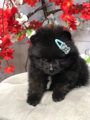 Lulu da pomerania fêmea black