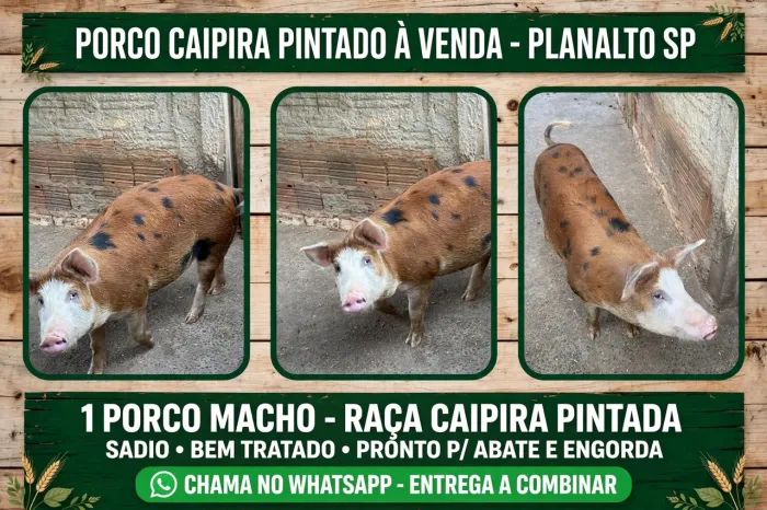 Porcos