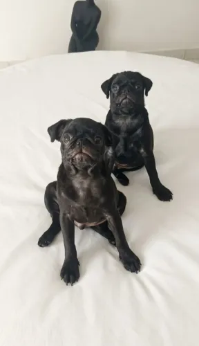 PROMOÇÃO FILHOTES PUG