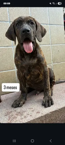 Fila brasileiro 3 meses