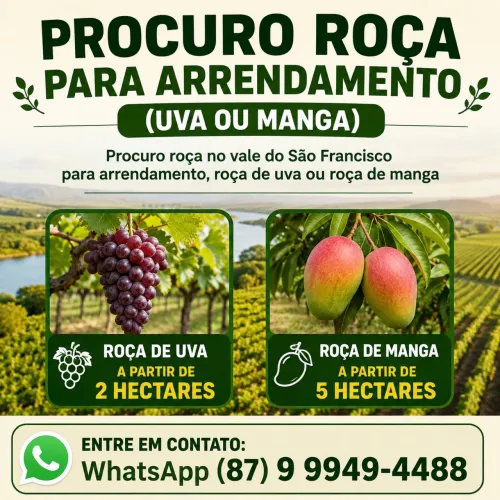 Procuro Roça para Arrendamento - Uva ou Manga - Vale do São Francisco