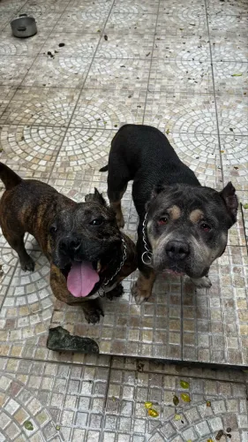 Vende-se casal de american bully