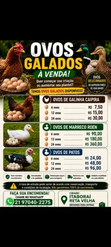 Ovos galados