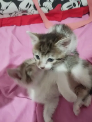 Gatinhos malhados Disponíveis