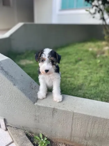 Filhote Fox Terrier pêlo duro 