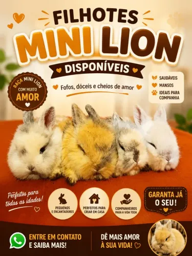 Coelhos mini lion