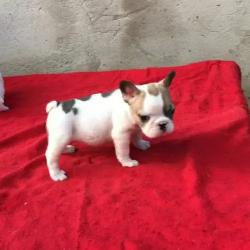 Filhotes Buldog francês. Leia o anúncio!