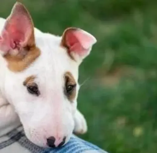 Filhotes de Bullterrier! Perfeitos