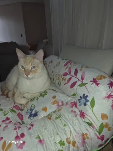 ADOÇÃO RESPONSÁVEL ?      Gato macho, 9 meses, castrado e com todas as vacinas em dia.   