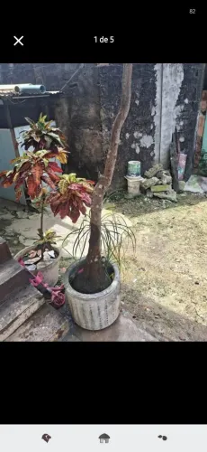 Planta pata de elefante