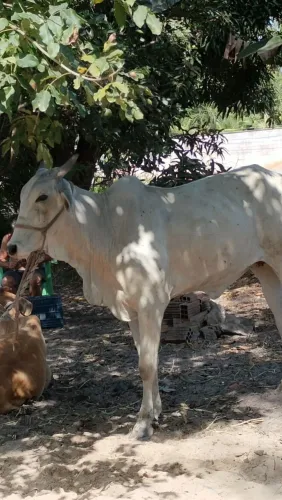 Vaca Nelore