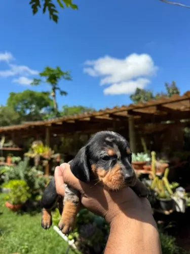 Dachshund macho alecrim 