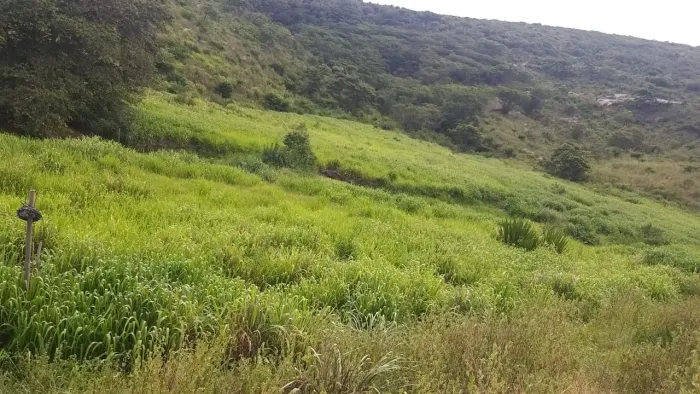 Preciso de caseiro, fazenda  em Padre Paraíso MG