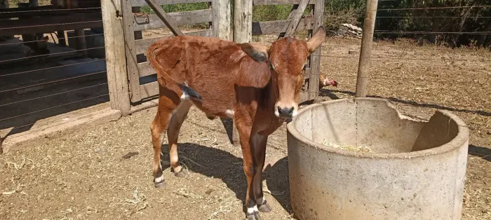 Bezerra