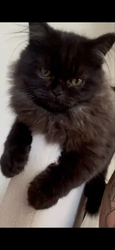 Gato persa 3 meses