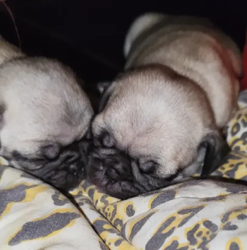 Filhote de pug