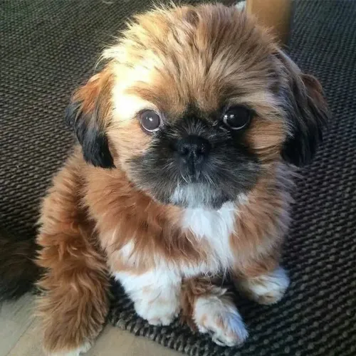 Shih Tzu charmoso