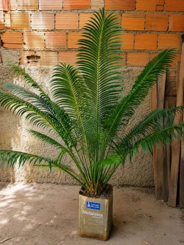 PLANTA CICA MUDA 2 ANOS