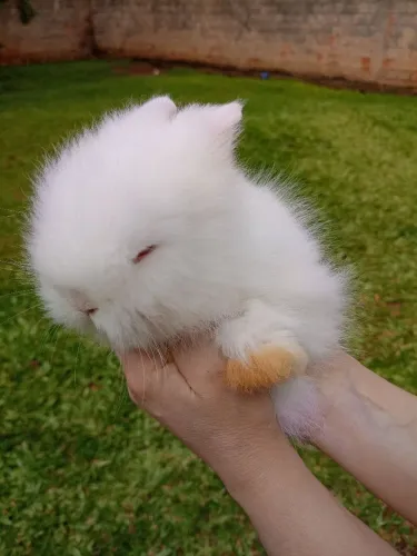 Mini coelho Teddy Dwerg