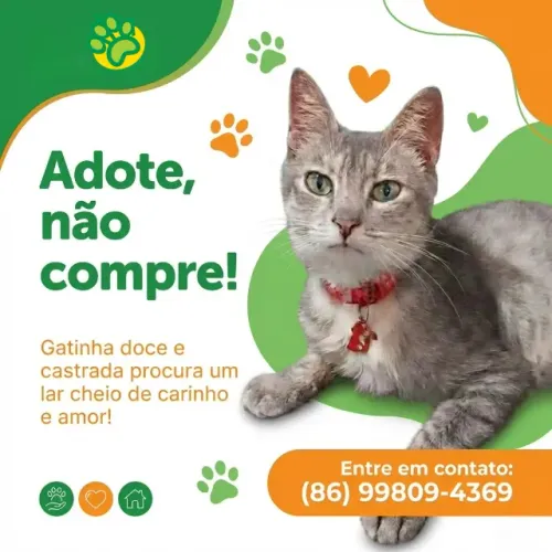 Gatinha Doce e Castrada - Em busca de um Lar com Amor (APIPA)