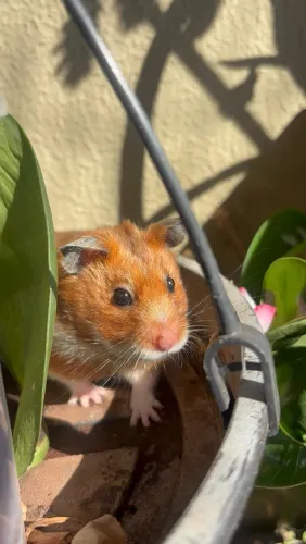 Vende- se Hamster Sírio Fêmea