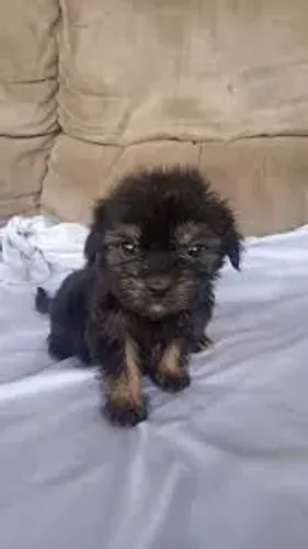 yorkshire x poodle * Respondo pelo 9975I649I Entrega imediata  Pagamento somente  