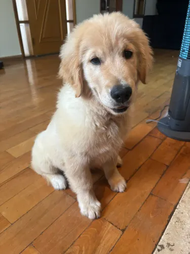 Filhote Golden Retriever