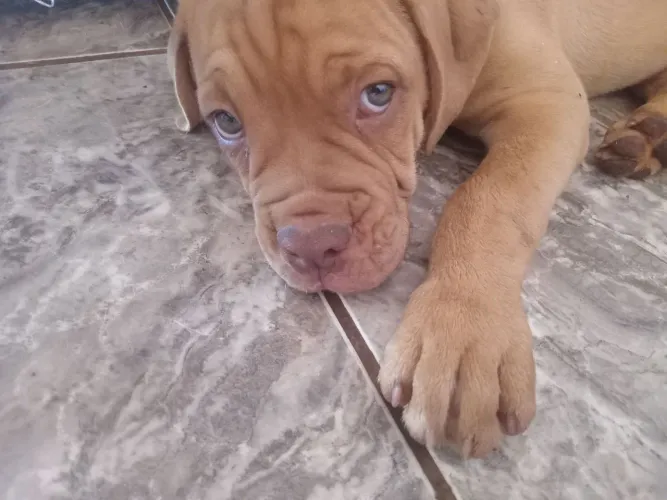 Macho de bulldog campeiro 65 dias