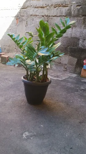 Planta, zamiocuca