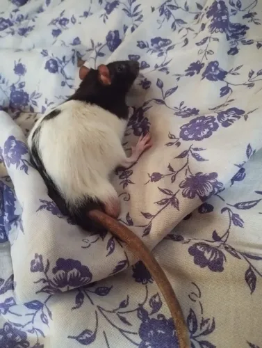 Rato Twister