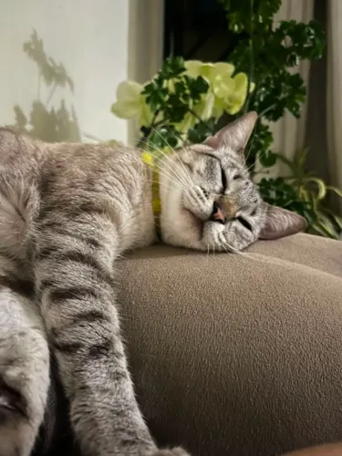 Gata pra adoção