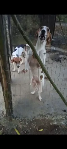 Dois Fox hound de 10 meses foram 6 vezes pro mato mas já corre!