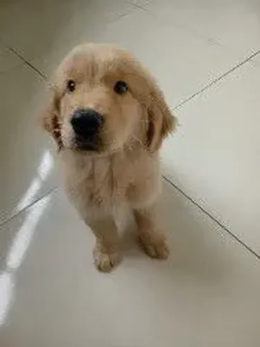 Lindo filhote macho de Golden Retriver