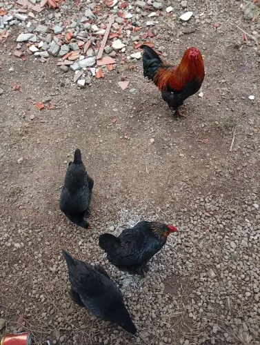 Galinhas Brahma