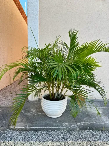 Planta Natural Palmeira Areca Bambu