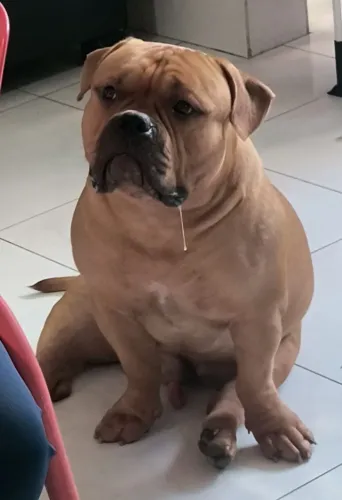 American Bully Pocket para cobertura.