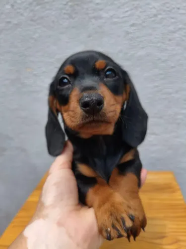 Dachshund: Uma Raça que Pode Encantar Sua Família