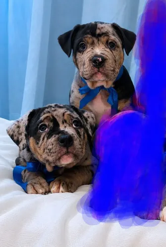 Filhotes machos  American Bully Pocket Merle Salto/SP 