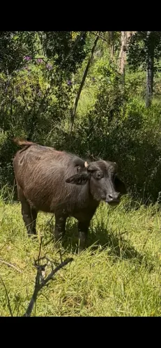 Venda búfalo 
