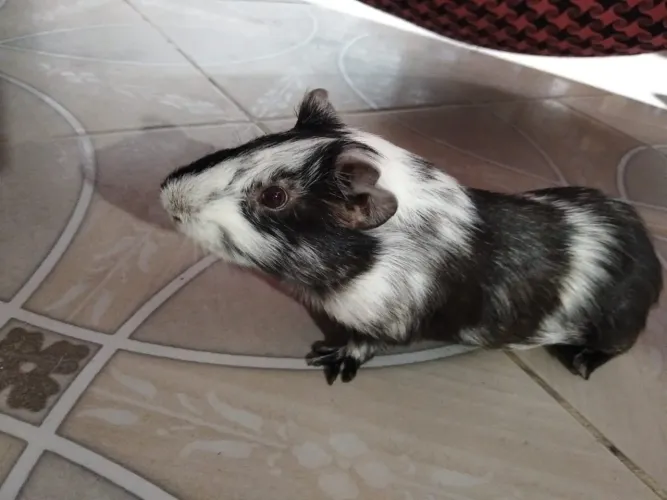 Porquinho da índia