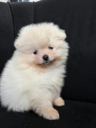 Macho PEDIGREE - Spitz alemão anão perolado 